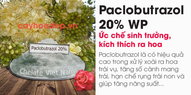 Bán Paclobutrazol 20% WP (Ức chế sinh trưởng, kích thích ra hoa)